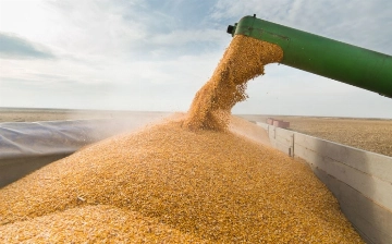 Минсельхоз: Запрет на экспорт муки и пшеницы в Кыргызстане не отразится на ценах в Узбекистане