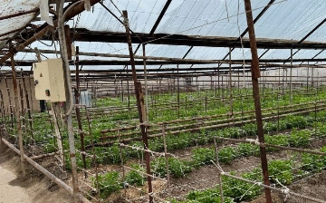 В Бухаре и Ташобласти накрыли теплицы, расхитившие газ более чем на 4 млрд сумов