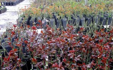 Начальник управления благоустройства Каршинского района присвоил 149 млн сумов под предлогом заказа саженцев цветов фирме, принадлежащей его сестре