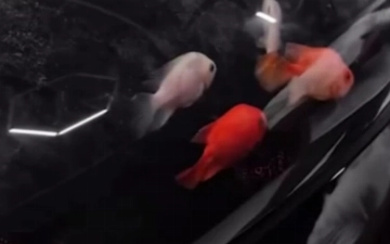 В Ташкенте оштрафовали водителя, организовавшего аквариум на капоте