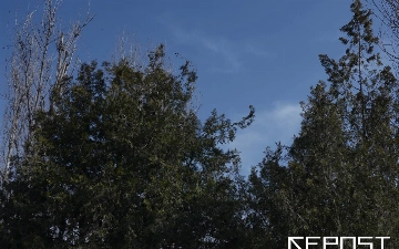 Воздух в Ташкенте на 25 ноября: уровень загрязнения превысил норму в девять раз