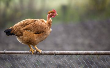 В Сурхандарье замдиректора школы полуголым поругался с соседом из-за курицы и был арестован