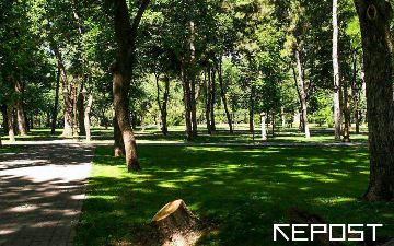 В Узбекистане ожидается продление моратория на вырубку ценных деревьев