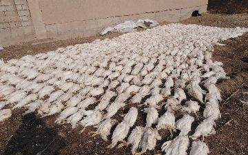 Кашкадарьинский предприниматель лишился более пяти тысяч кур из-за отключения электричества в районе