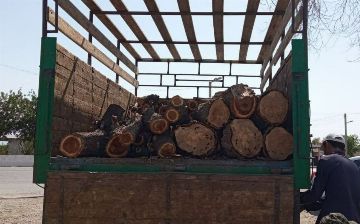 Житель Джизакской области незаконно срубил дерево и нанес ущерб природе на 51 млн сумов