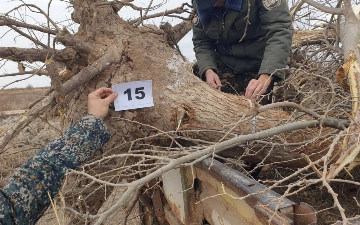 В Хорезме фермер незаконно выкорчевал деревья почти на 200 млн сумов