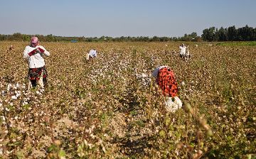 В Туркменистане нарушителей масочного режима отправляют собирать хлопок: отказавшихся полицейские избивают 