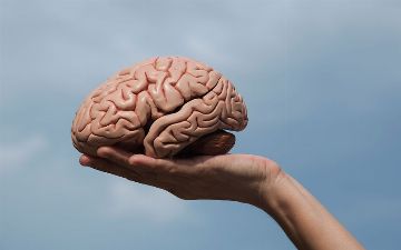 В чем связь между мозгом и жиром в животе?