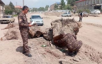 В Сурхандарье предприятие обязали высадить более десяти тысяч саженцев за незаконную вырубку ценных пород деревьев 