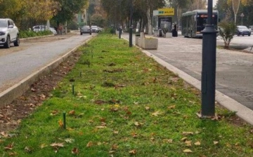 В Ташкенте вырубили свыше 140 можжевельников: ущерб оценивается в 620 млн сумов