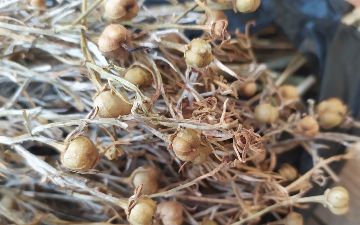 Эксперт рассказал об исирике и призвал использовать его полезные свойства 