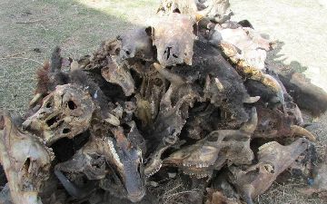 В Каракалпакстане найдено кладбище ослов - видео