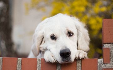 В США вступил в силу запрет на ввоз собак из 113 стран мира, в том числе Узбекистана