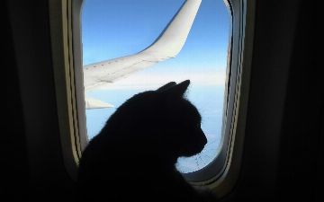 Великобритания организовала чартерный рейс для эвакуации животных из Афганистана