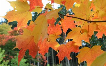 Синоптики рассказали, какая погода ожидает жителей Узбекистана в первых числах ноября