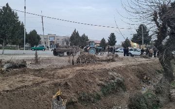 В Карши незаконно выкорчевали 10 многолетних деревьев, нанеся ущерб природе на 92 млн сумов