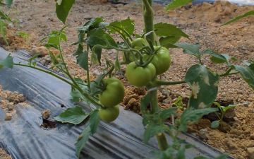 Узбекские ученые вывели новый сорт помидора