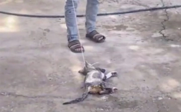 В Узбекистане подросток накинул петлю на шею кота, проволочив его по земле — видео (18+)