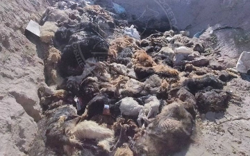В прокуратуре Каракалпакстана заявили, что нашли тела только шести собак вместо сотни