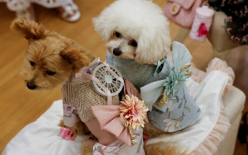 В Японии создали костюмы с вентиляторами для животных