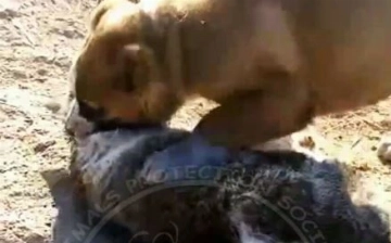 В Узбекистане граждане бросили связанного кота на растерзание псу — видео (18+)