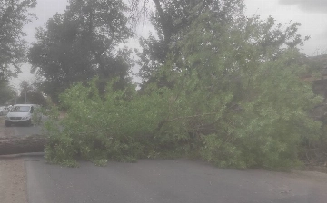 В Ташкенте во время сильного ветра дерево насмерть придавило мужчину