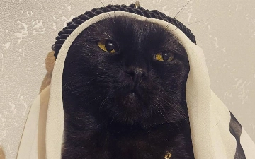 Кот в образе шейха стал новой звездой интернета – видео