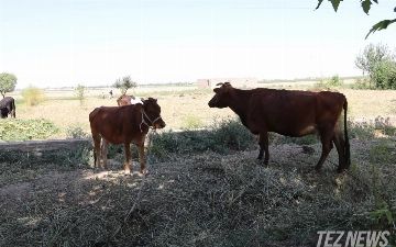 Президент поручил разработать новый порядок аренды пастбищ