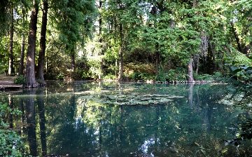 Ташкентский ботанический сад временно закрывается для посетителей