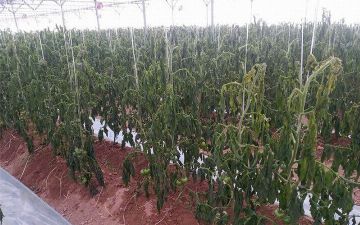 Самаркандские фермеры лишились урожая из-за отключения электроэнергии