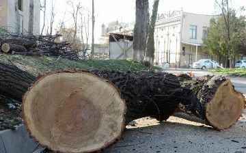 За прошедший год узбекистанцы срубили тысячи деревьев на сумму 15 миллиардов сумов 