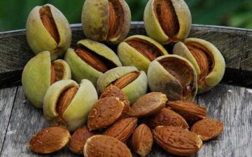 Диетолог назвала продлевающий молодость кожи и сжигающий жир на животе продукт