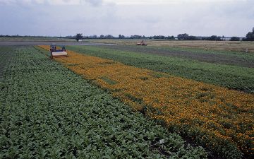 Безработных узбекистанцев обеспечат работой путем развития сельского хозяйства