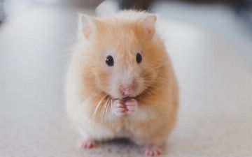 В Гонконге из-за угрозы распространения коронавируса убьют всех хомяков