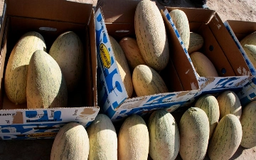 В Узбекистане резко снизился экспорт дыни