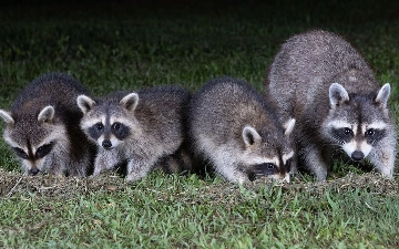 Семья енотов помешала работе завода Airbus в Канаде