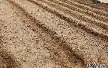 В Узбекистане разрешили передавать другим лицам право на аренду сельхозземли