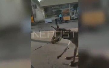 Стало известно, где сняли видео с привязанным к машине ослом