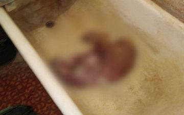 Узбекистанец отрубил голову собаке и выбросил её в арык около детского сада