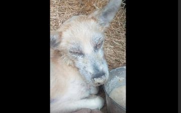 В Ташобласти собаку бросили в негашеную известь: виновного оштрафовали на 122 тысячи сумов