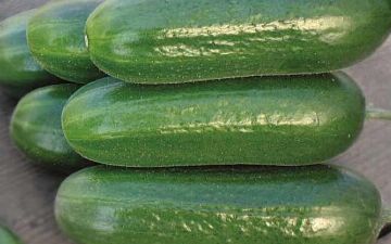 Чем полезны горькие огурцы? Рассказываем