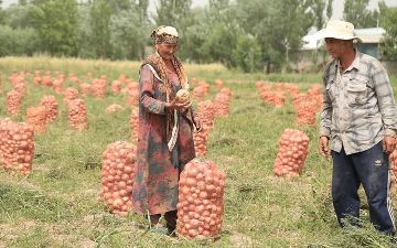 Правительство Узбекистана внедрит новую систему развития плодоовощной отрасли