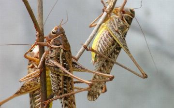 В Минсельхозе допустили риск нашествия марокканской саранчи в Узбекистане
