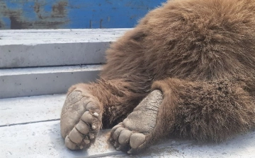 Охотник застрелил медведя, которого вчера пытались переехать машиной (видео)