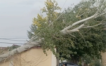 В Самарканде из-за сильного ветра вторые сутки подряд отключают свет