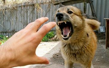 Известно ли вам, почему бешенство неизлечимо?