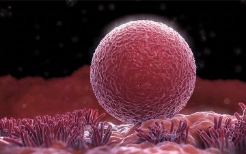 Ученые сделали снимок процесса овуляции под микроскопом — фото