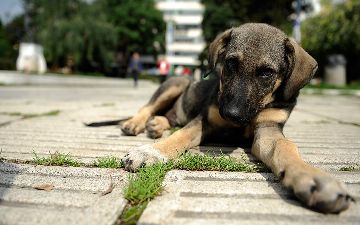 Областных ветеринаров обучат стерилизации бездомных животных в частных клиниках Ташкента 