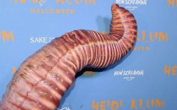 Королева Хэллоуина Хайди Клум на этот раз выбрала костюм червяка – фото 