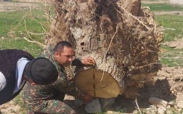 Замхокима Карши одобрил вырубку 47 многолетних деревьев